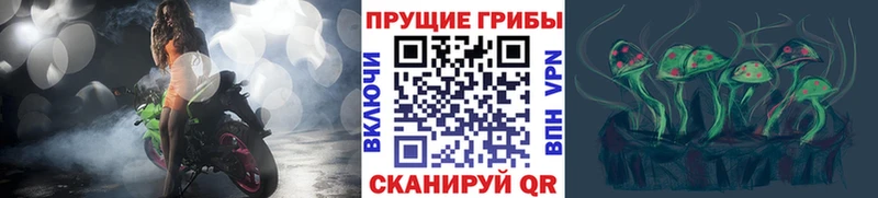 Псилоцибиновые грибы Psilocybe Чегем